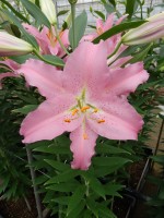 [5382 Sanna VZ No02.JPG]